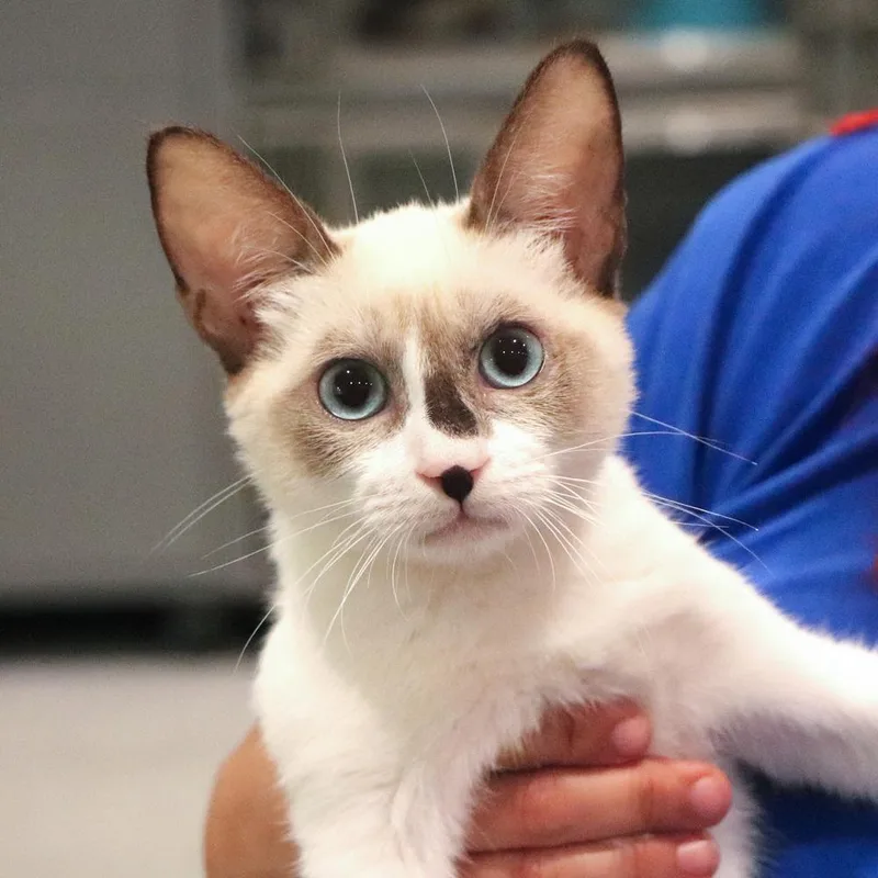 A baby small-sized male Domestic Short Hair cat named Smores for adoption in Port Washington, NY