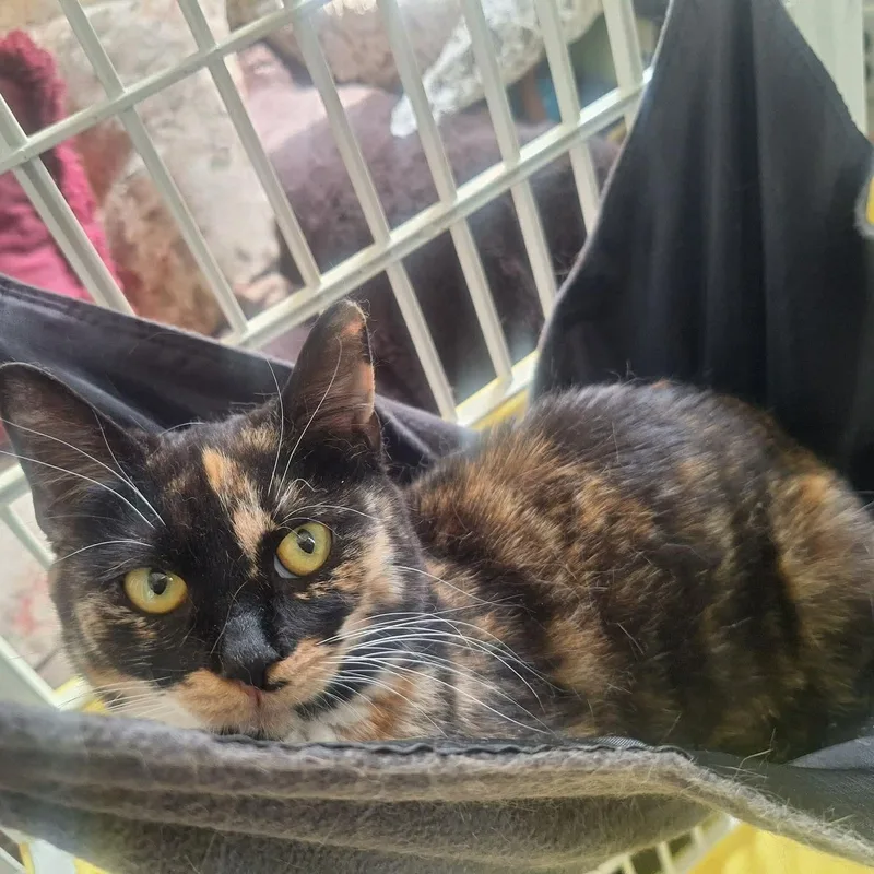 Seraphina thumbnail 2