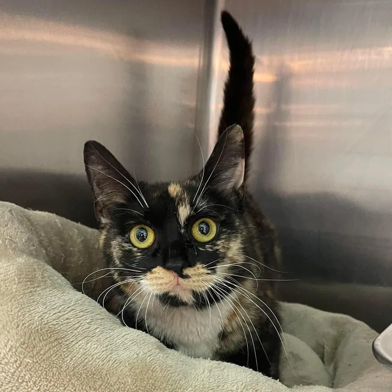 Seraphina thumbnail 3