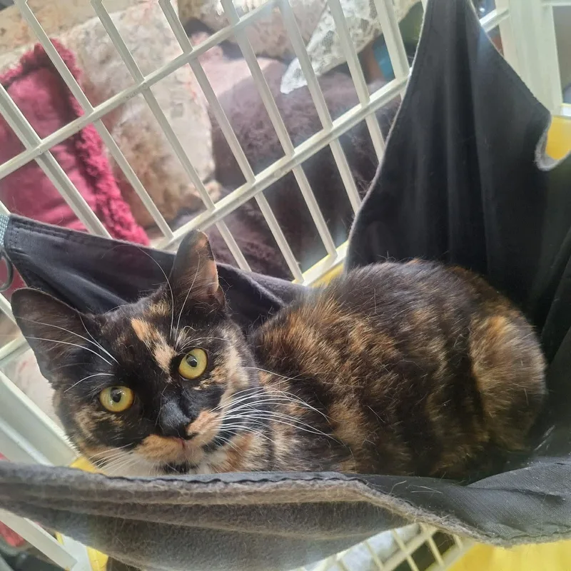 Seraphina thumbnail 4