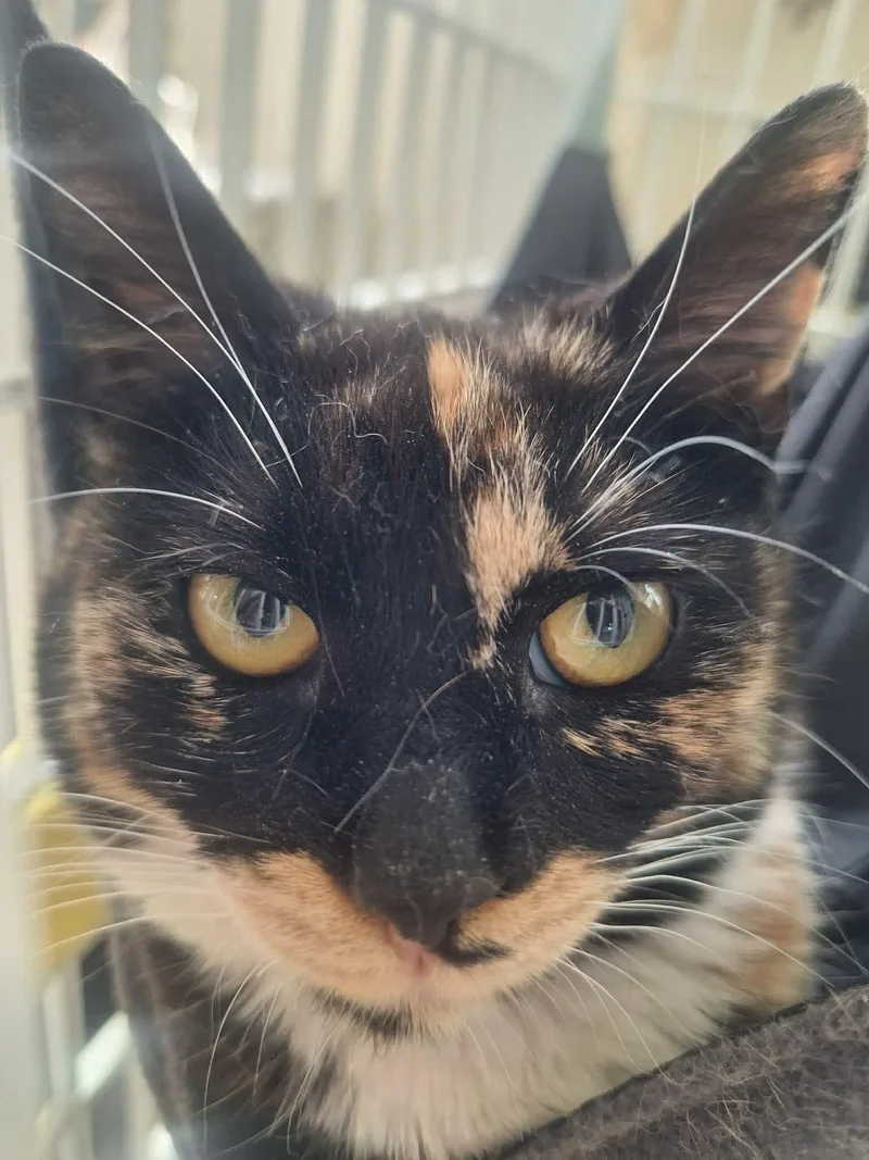 A young medium-sized female Tortoiseshell Domestic Short Hair cat named Seraphina for adoption in Bellmawr, NJ