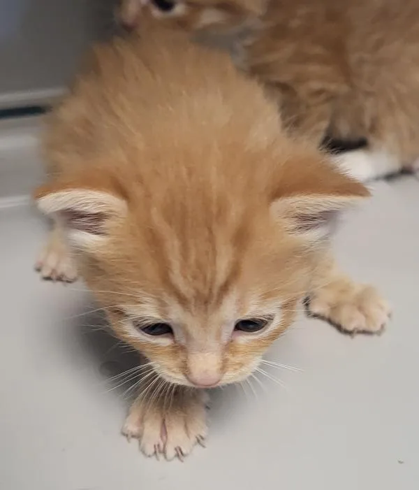 A baby small-sized female Domestic Short Hair cat named Kc for adoption in Lawrenceville, GA