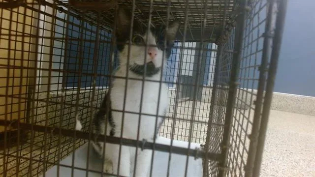 A young small-sized female Domestic Short Hair cat named Lolita for adoption in Miami, FL