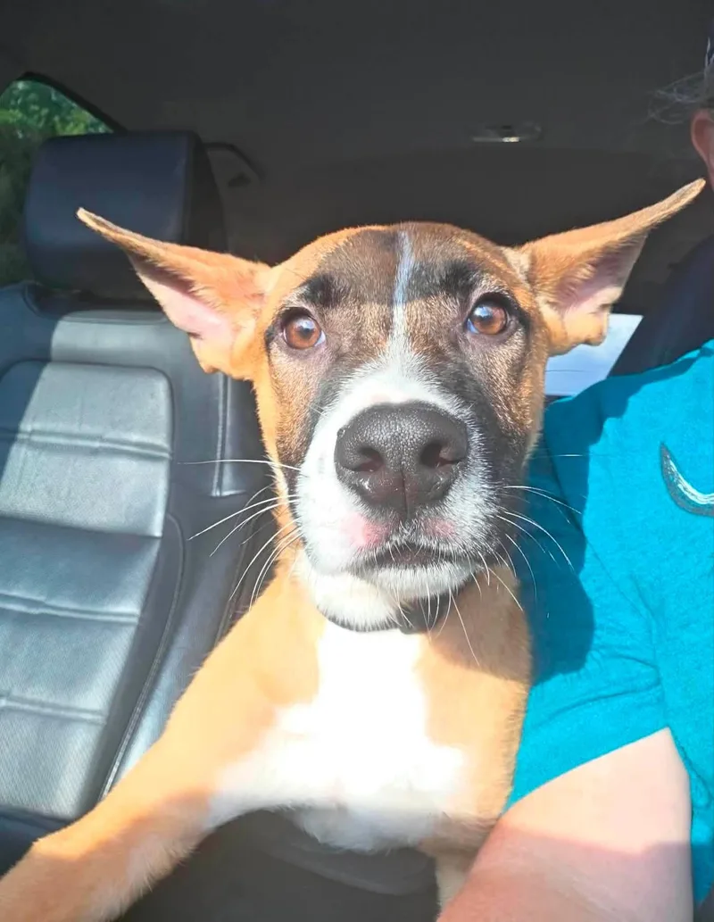 A baby medium-sized male Boxer dog named Chamberlain for adoption in Germantown, OH