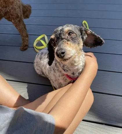 An adult small-sized female Poodle dog named Blanche for adoption in Malvern, PA