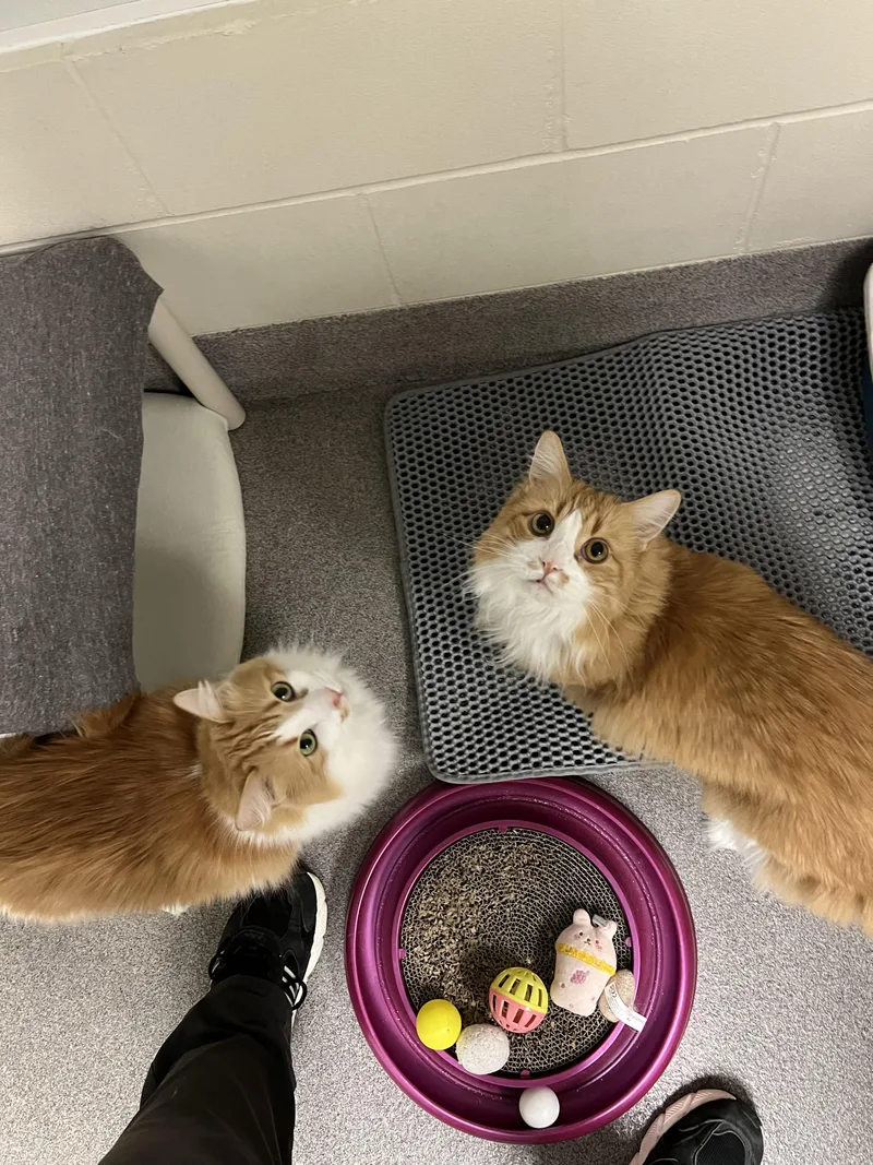 A senior large-sized male Orange / Red Domestic Long Hair cat named Dean And Sam for adoption in Montville, NJ