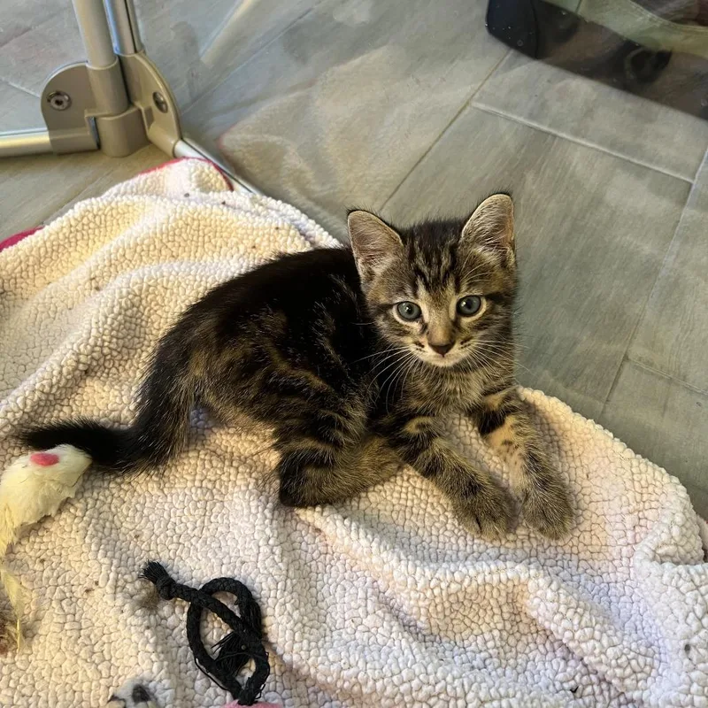A baby small-sized male Brown / Chocolate Domestic Short Hair cat named Marlin for adoption in Fort Lauderdale, FL