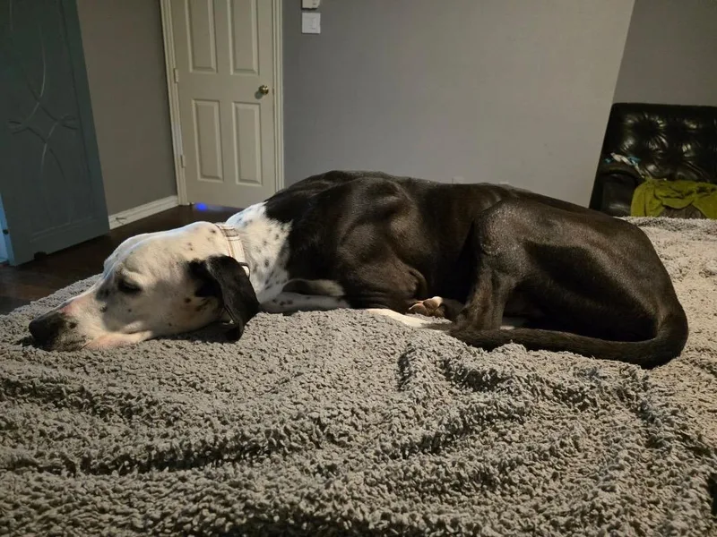Bruno