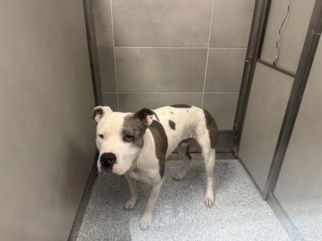 An adult large-sized male Pit Bull Terrier dog named Blue for adoption in Garland, TX