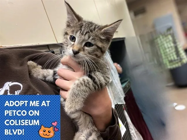 A baby small-sized male Domestic Short Hair cat named Teddy for adoption in Fort Wayne, IN