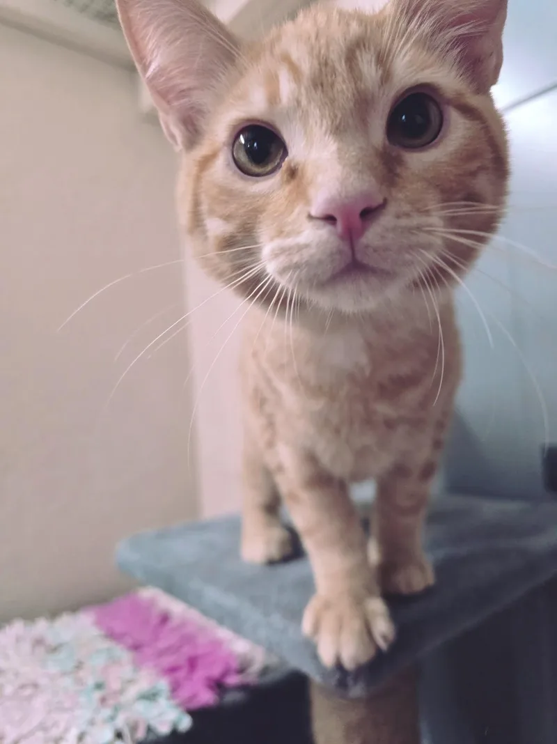 Aston