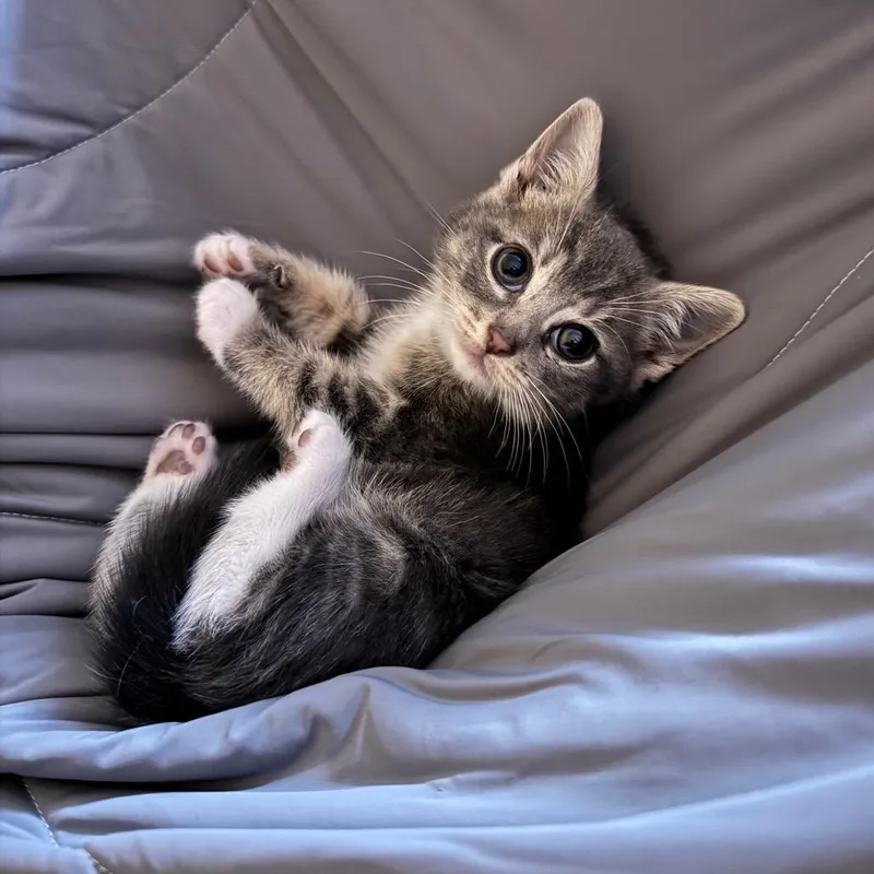 A baby small-sized female Gray / Blue / Silver Domestic Short Hair cat named Katy for adoption in Newark, NJ