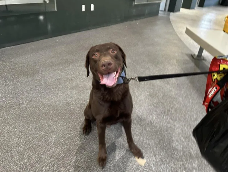 An adult large-sized male Labrador Retriever dog named Oso for adoption in Los Angeles, CA