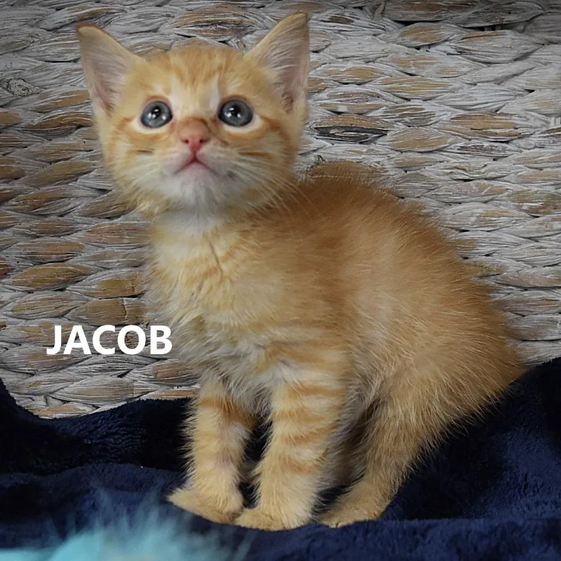 A baby small-sized male Orange / Red Domestic Short Hair cat named Jacob for adoption in Kanab, UT