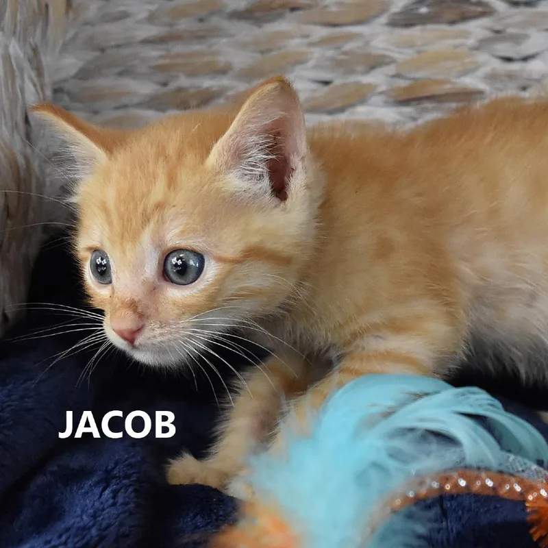 Jacob thumbnail 2