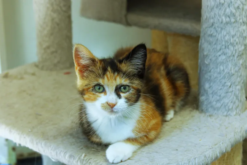 A baby medium-sized female Calico cat named Bubbles for adoption in Urbana, OH