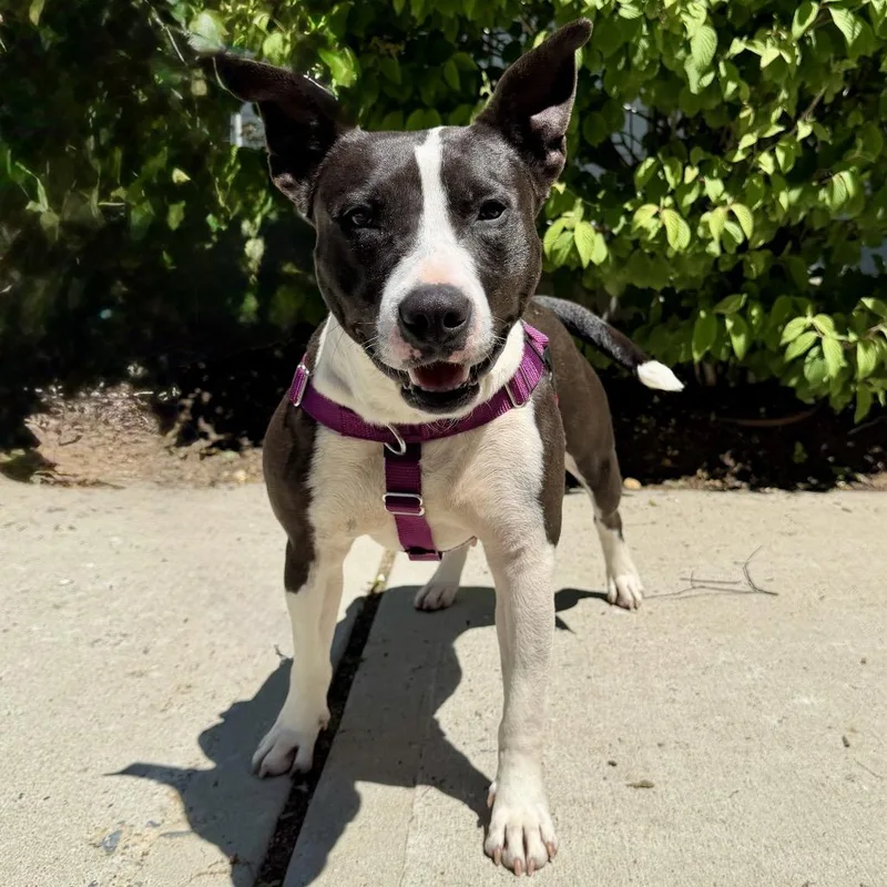 An adult medium-sized female Black Labrador Retriever dog named Glenda for adoption in East Hampton, NY