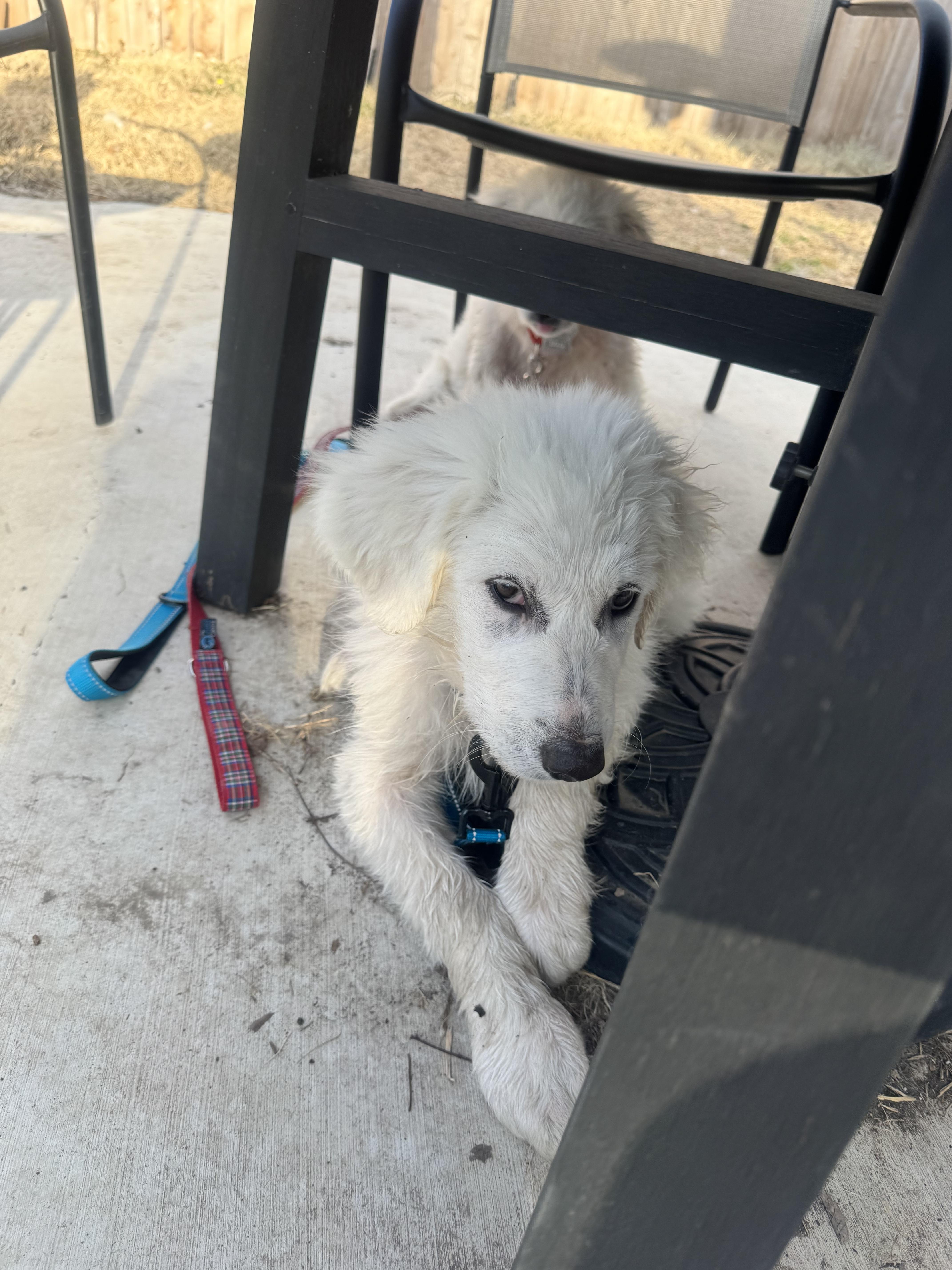 Theodore Atx thumbnail 4