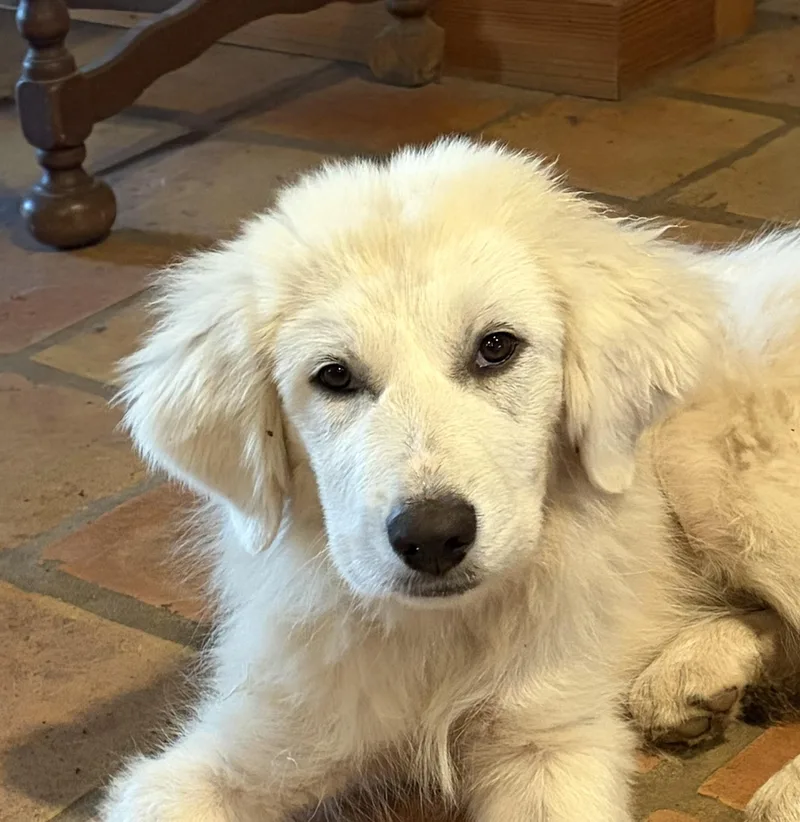 Theodore Atx thumbnail 5