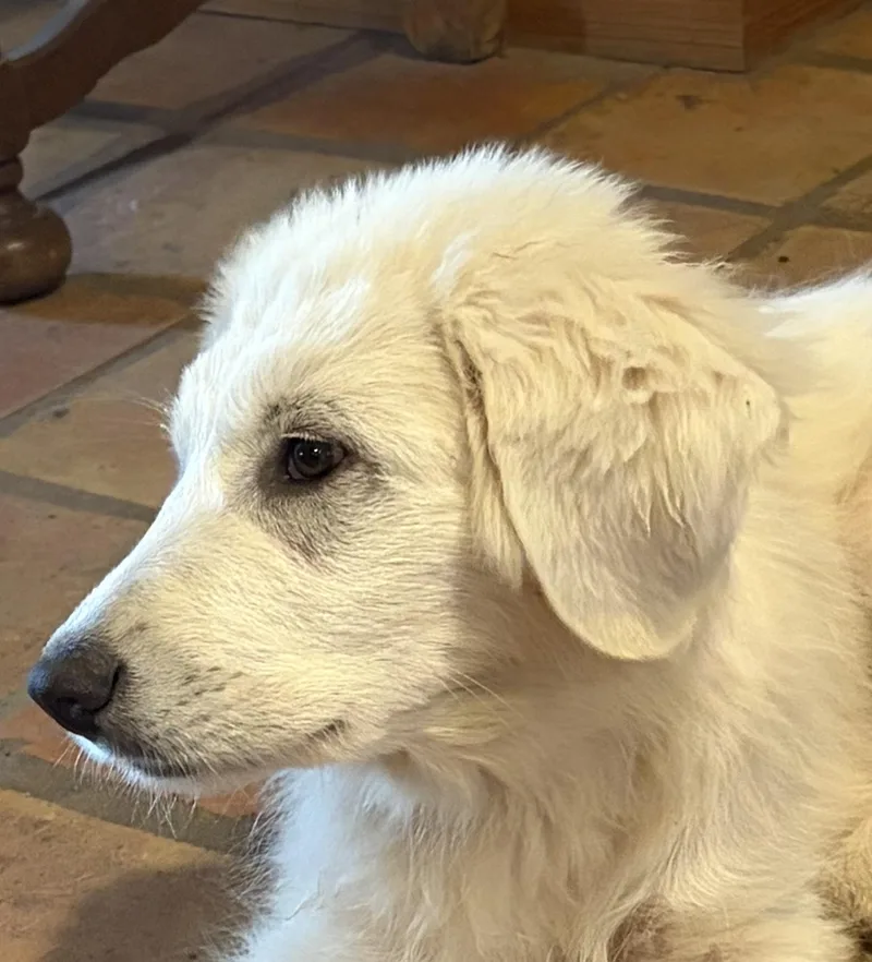 Theodore Atx thumbnail 6