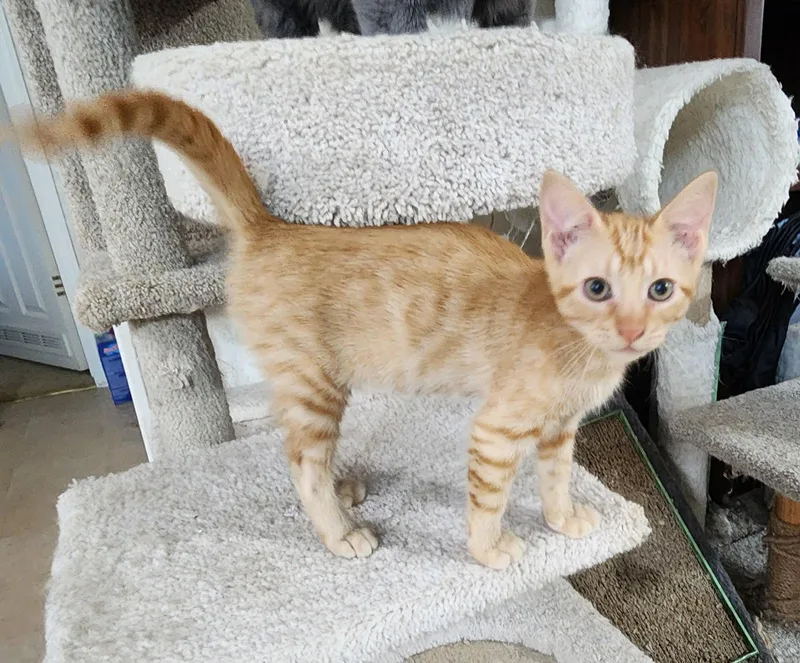 A baby medium-sized male Tabby (Orange / Red) Domestic Short Hair cat named Tinker for adoption in Noble, OK