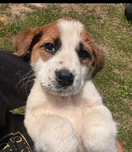A baby medium-sized female Tricolor (Brown, Black, & White) Great Pyrenees dog named Babe Ava for adoption in Washington, DC