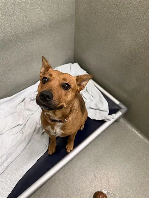 A young medium-sized female Australian Cattle Dog / Blue Heeler dog named Kim for adoption in Lees Summit, MO