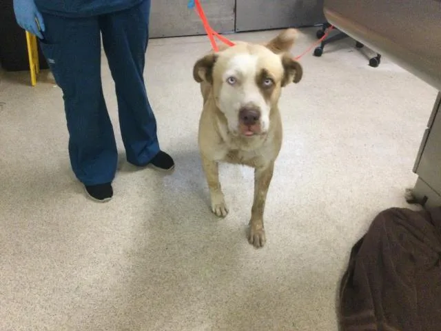 An adult large-sized male Pit Bull Terrier dog named Benji for adoption in Riverside, CA