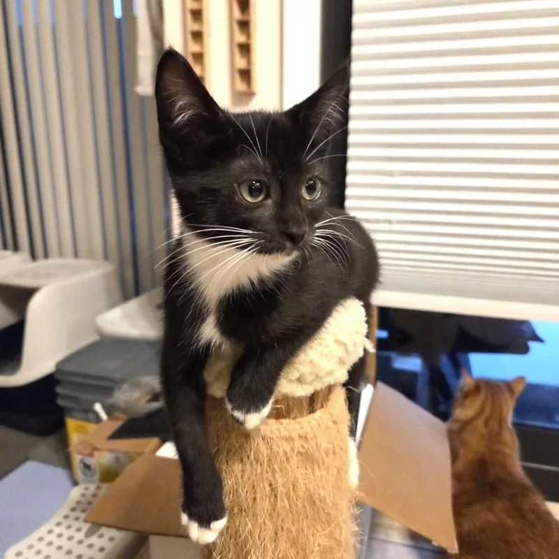 A baby small-sized female Black Domestic Short Hair cat named Neon for adoption in Lauderhill, FL