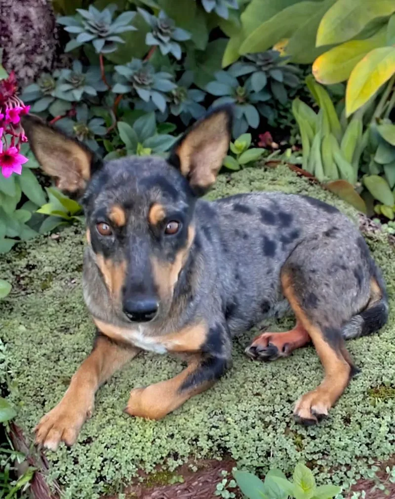 A young medium-sized female Australian Cattle Dog / Blue Heeler named Jane for adoption in Newport Beach, CA