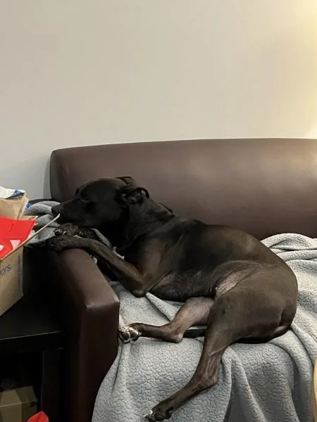 A senior large-sized female Mixed Breed dog named Diva for adoption in New York, NY