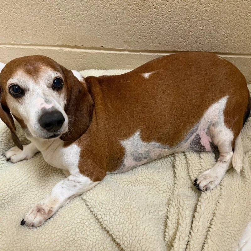 A senior medium-sized male Brown / Chocolate Mixed Breed dog named Presley for adoption in Raleigh, NC