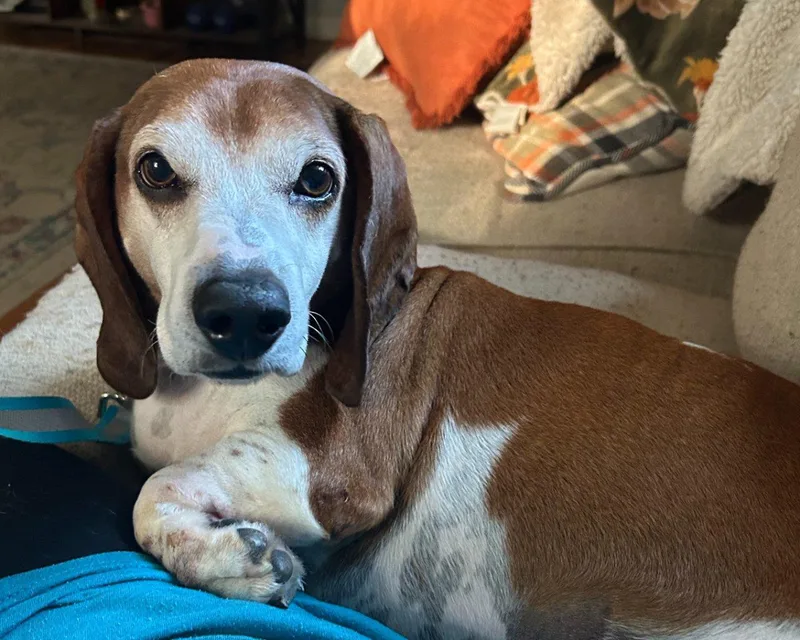 Presley thumbnail 2