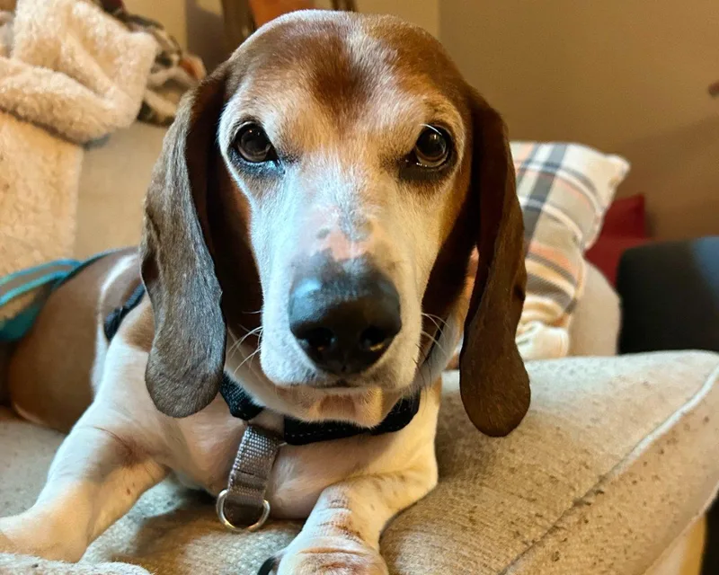 Presley thumbnail 3