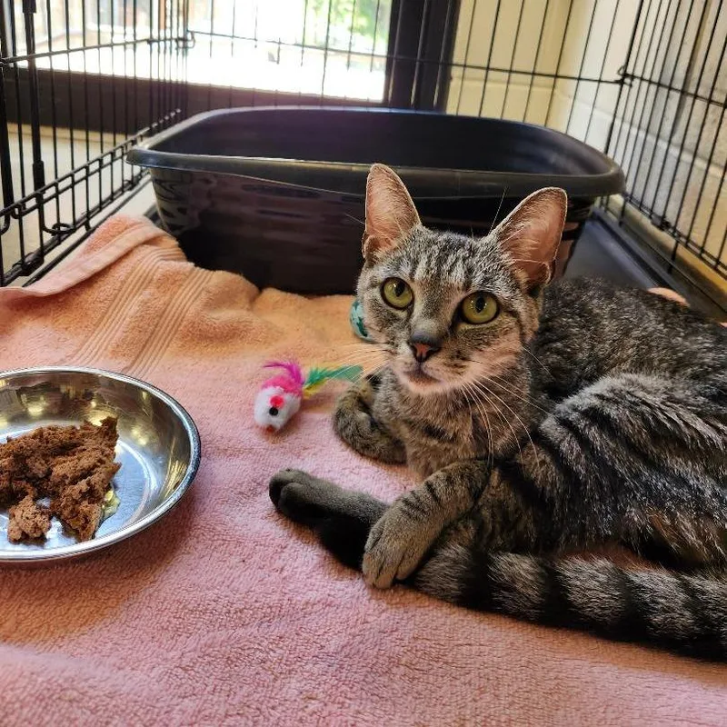A young medium-sized female Brown / Chocolate Domestic Short Hair cat named Nena for adoption in Rocky Mount, VA