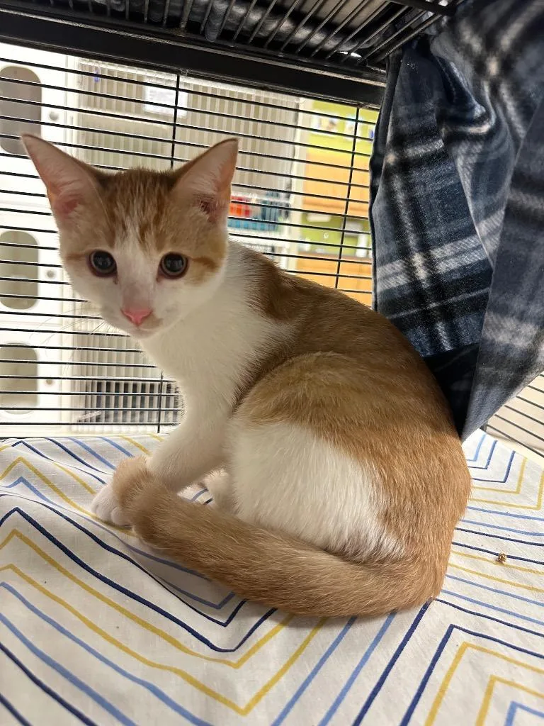 A baby small-sized male Domestic Short Hair cat named Roly Poly for adoption in Johnson City, TN