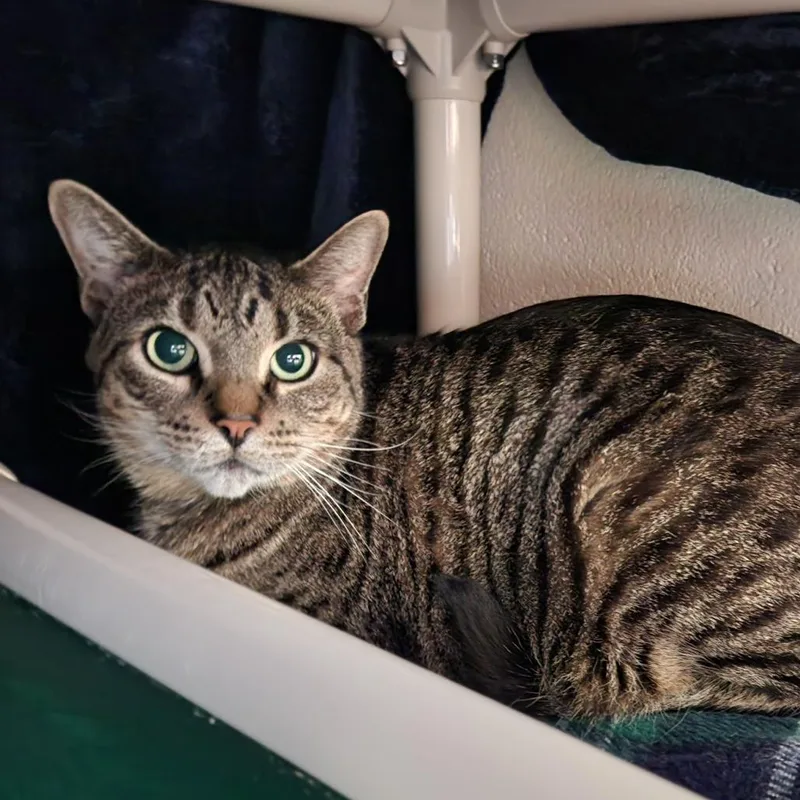 An adult extra large-sized male Brown / Chocolate Domestic Short Hair cat named Grayson for adoption in Grand Rapids, MI