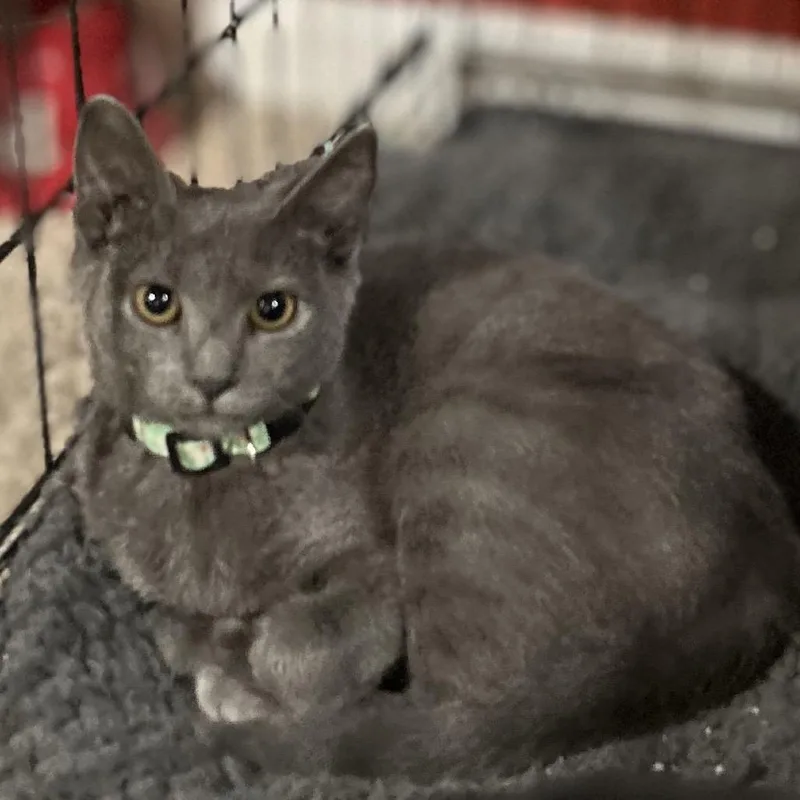 A baby small-sized female Gray / Blue / Silver Domestic Short Hair cat named Sasha for adoption in Philadelphia, PA