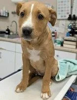 A baby large-sized female Pit Bull Terrier dog named Maggie C for adoption in Newport, KY
