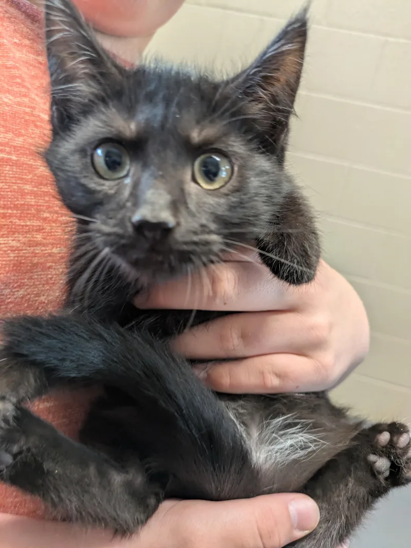 A young small-sized male Black Domestic Medium Hair cat named Astro for adoption in Bedford, VA