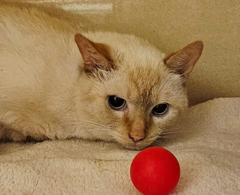 An adult medium-sized male Cream Point Domestic Short Hair cat named Snowball for adoption in Elyria, OH