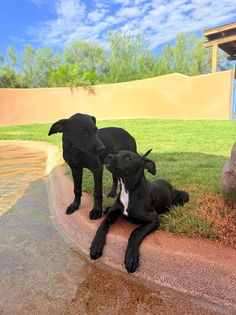 A baby medium-sized female Australian Cattle Dog / Blue Heeler dog named Thelma for adoption in Tucson, AZ