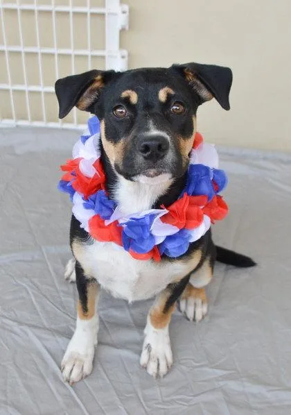 A baby large-sized female Shepherd dog named Betsy for adoption in McKinney, TX