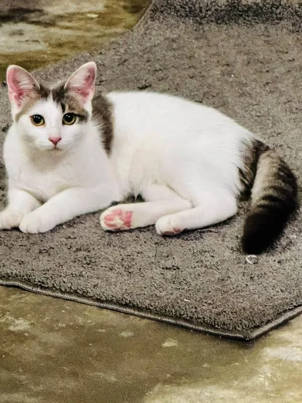 A young medium-sized female White Domestic Short Hair cat named Junebug for adoption in Louisville, KY