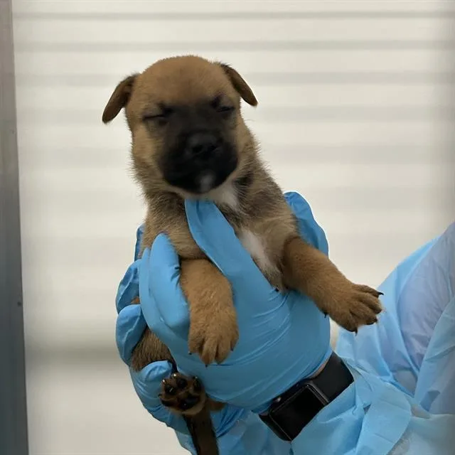 A baby medium-sized female American Staffordshire Terrier dog named Maggie for adoption in San Antonio, TX