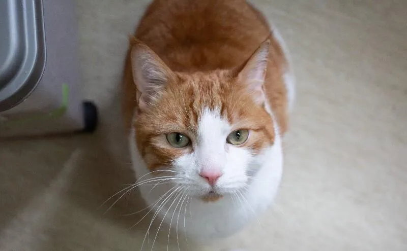 Sam