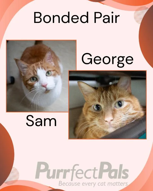 Sam thumbnail 5
