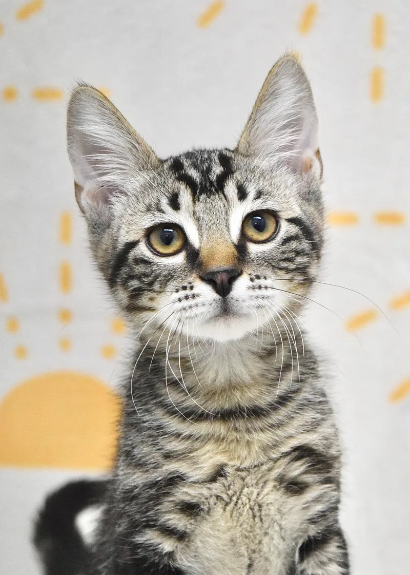 A baby medium-sized male Tabby (Brown / Chocolate) Domestic Short Hair cat named Sonny for adoption in Dublin, CA