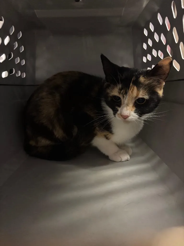 A young medium-sized female Domestic Short Hair cat named Callie for adoption in New Braunfels, TX