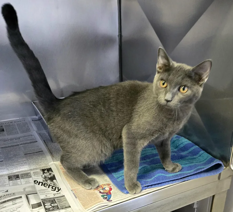 Sterling thumbnail 2